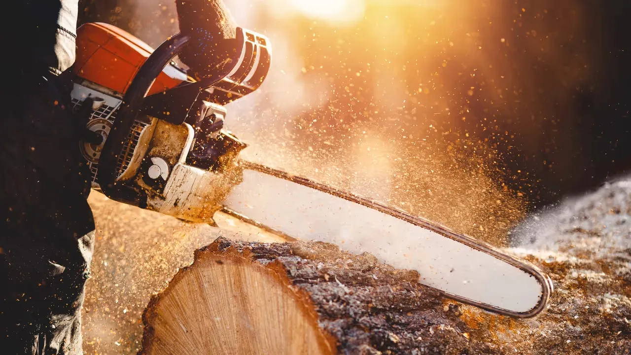 Att fälla träd med eftertanke