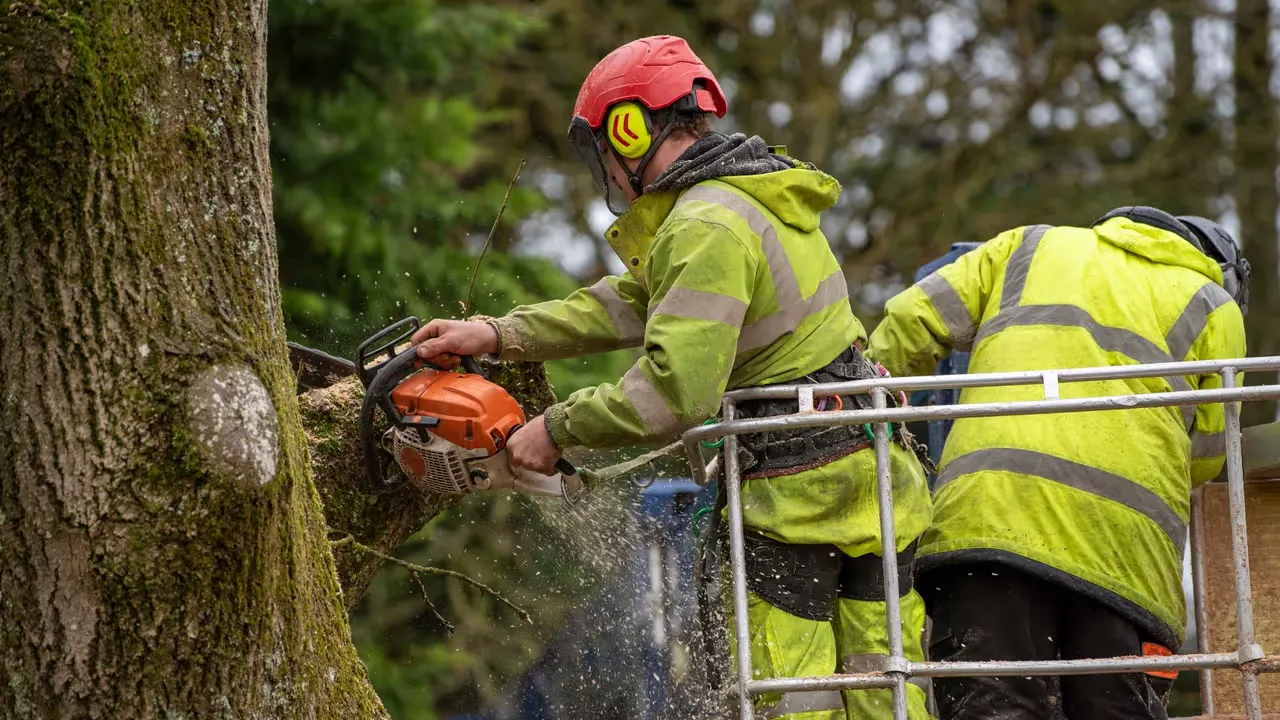 Att fälla träd och dess konsekvenser