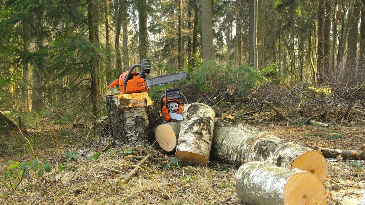 Fälla träd med omtanke och kunskap