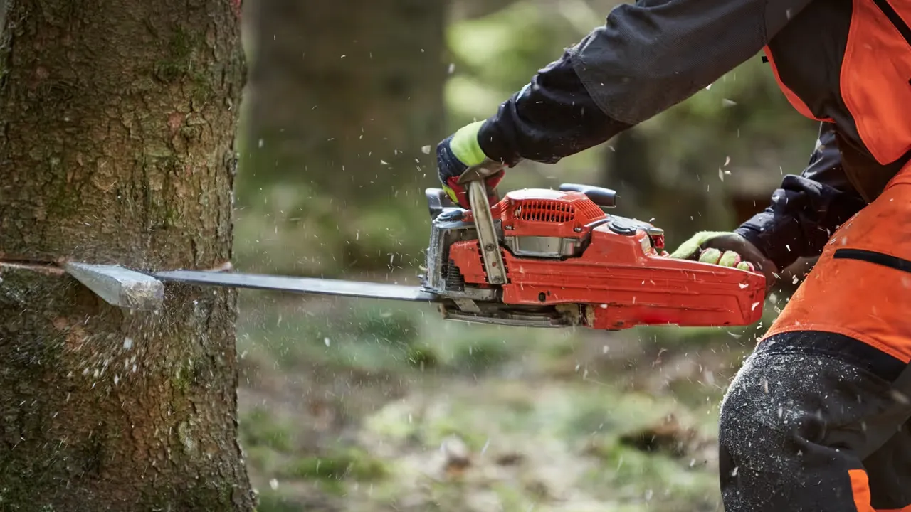 Fälla träd med omtanke och kunskap