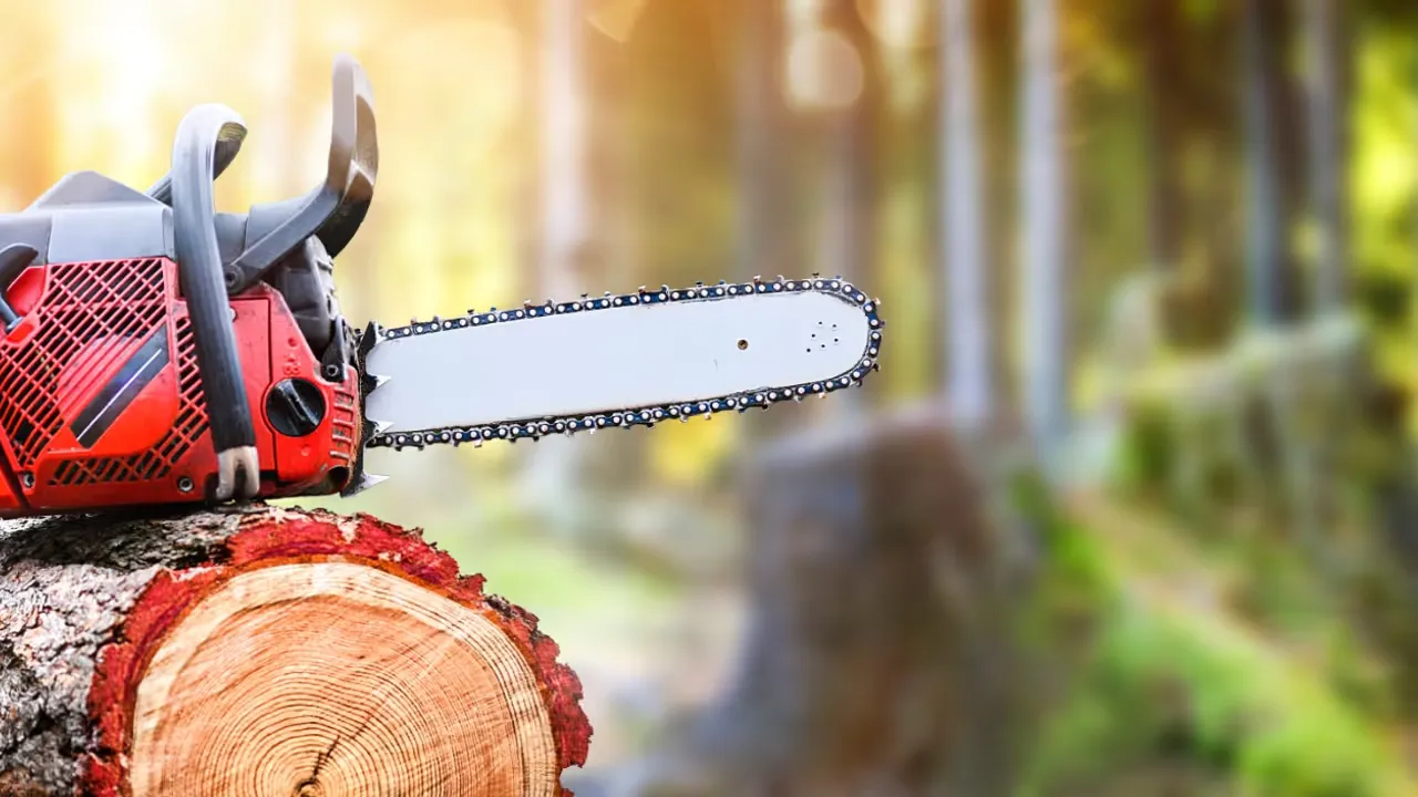 Fälla träd med omtanke och respekt