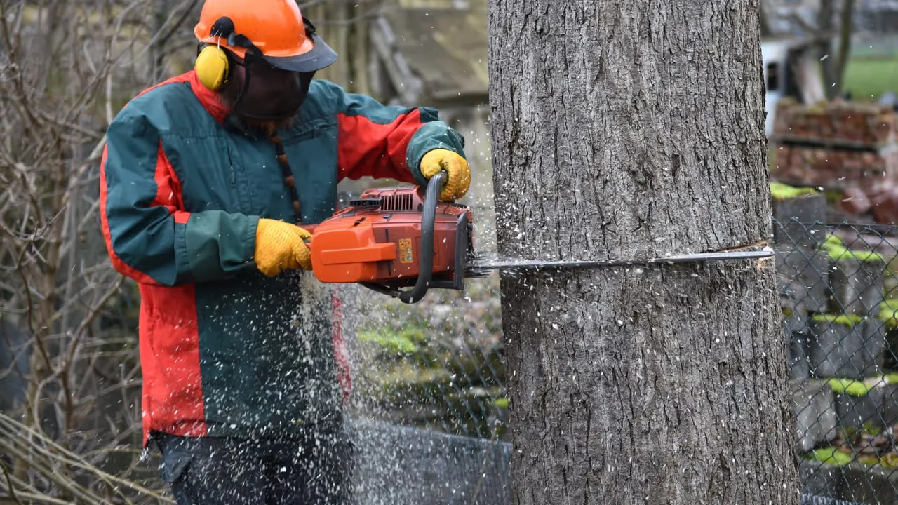 Fällning av träd och dess alternativ