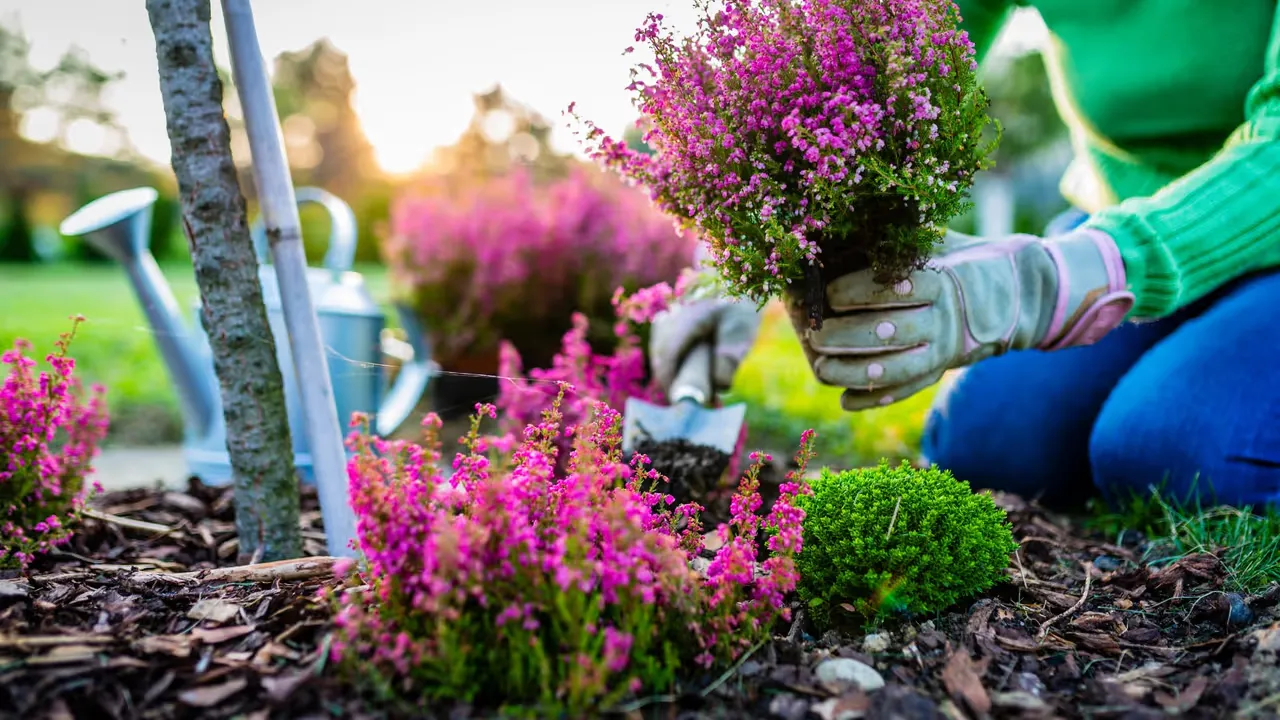 Skapa din drömträdgård med glädje